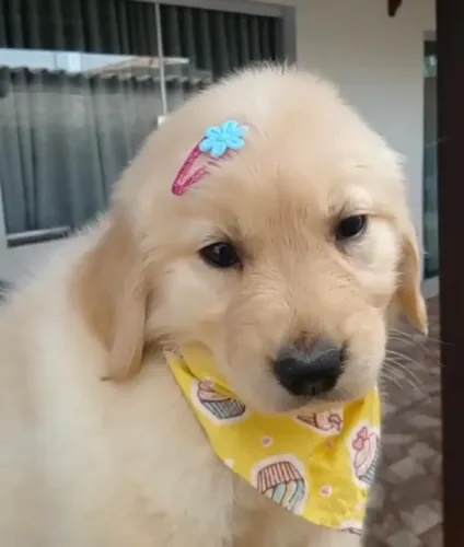 Golden retriever carinho e nobreza