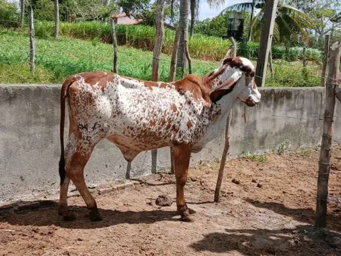 uma vaca gir po