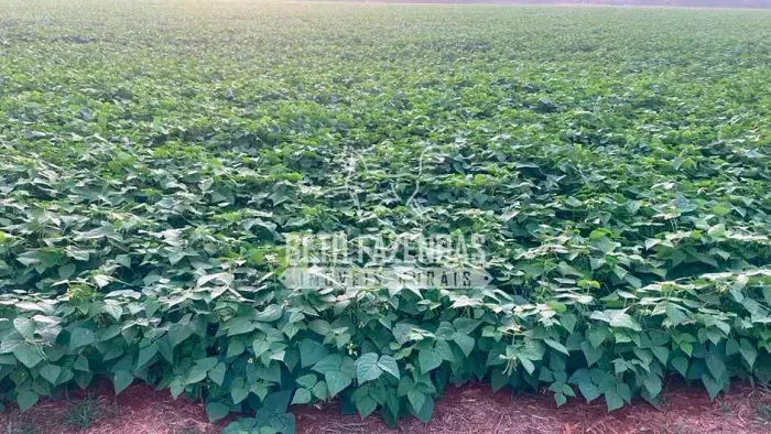 Fazenda/Sítio/Chácara para venda possui metros quadrados em Zona Rural - Corinto - MG