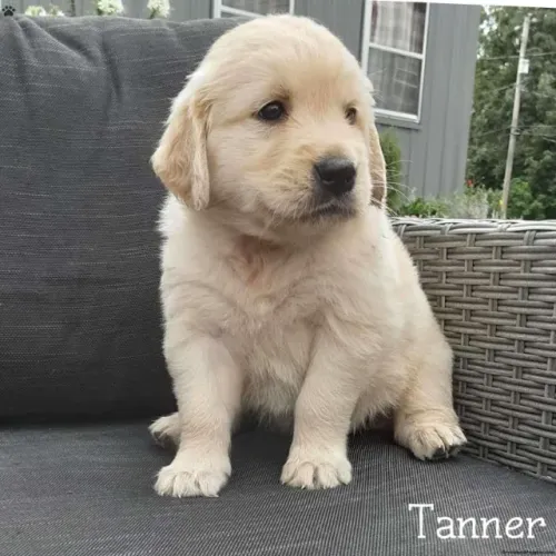 ?Golden Retriever filhotes disponíveis agora?