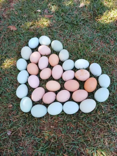 Ovos caipira, frango(as), matrizes poedeiras - direto da fazenda