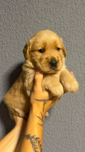 Lindos bebês Golden Retriver 