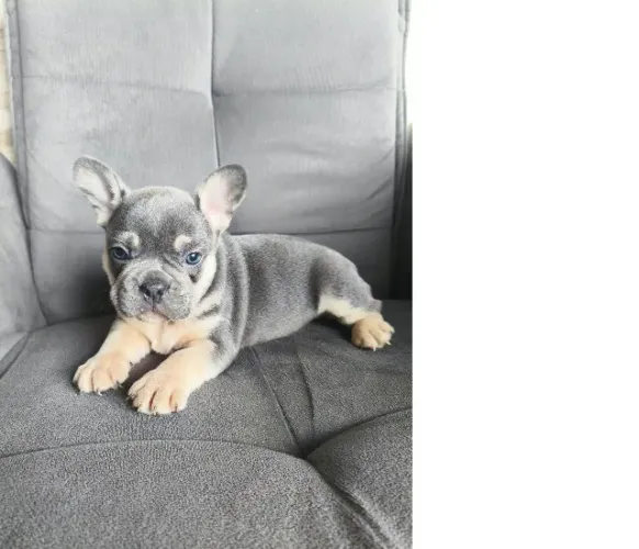 BULLDOG FRANCÊS EXÓTICOS