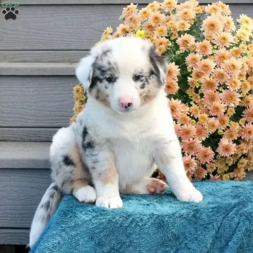 ?Filhotes de Border Collie prontos para novo lar?