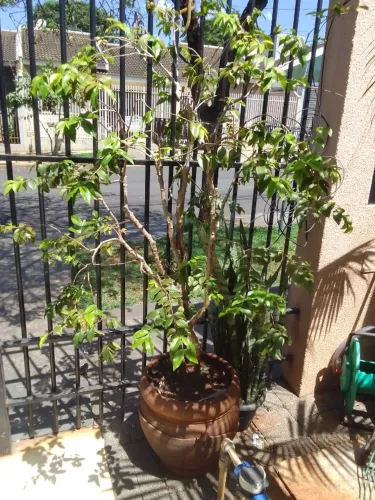Vendo muda Jaboticaba produzindo