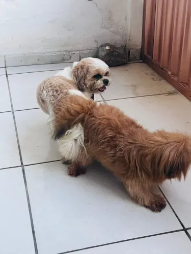 Shih tzu macho 