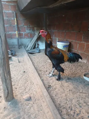 Vendo galo de raça BRAMA