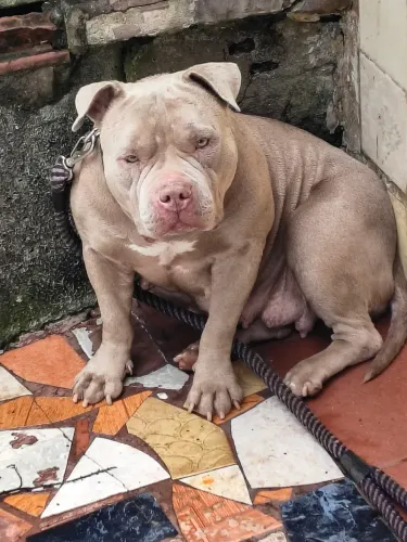 American Bully