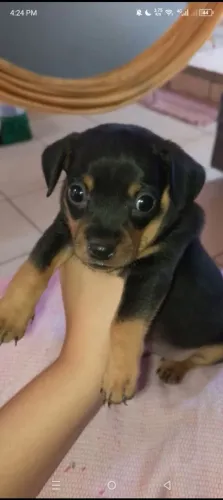 Pinscher bebê macho