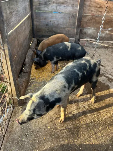 Porcos pra venda