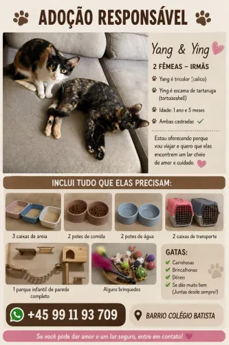 2 gatos pra adoção