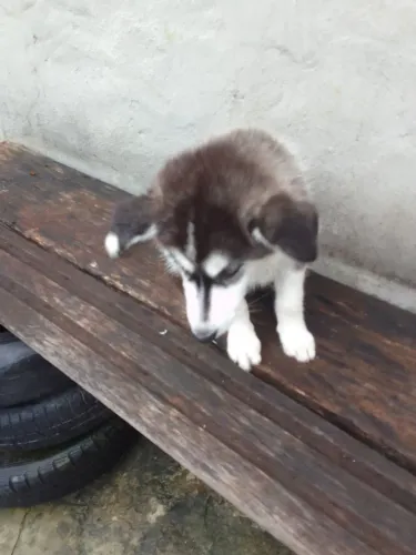 Vendo filhos de hask siberiano com femea com meu zap *46marcos