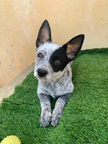 Boiadeiro australiano ( blue heeller)