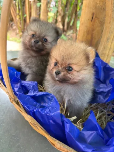Lulu da pomerania 