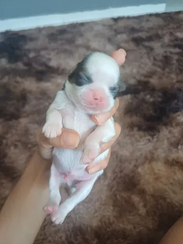 Venda de filhote de shih tzu com ilhasa apso