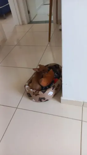 Cachorro pinscher macho, n°1