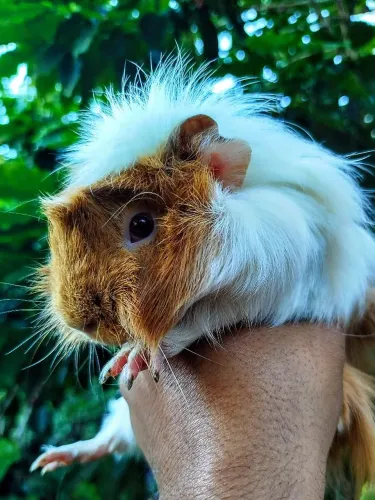 Macho de porquinho da índia 