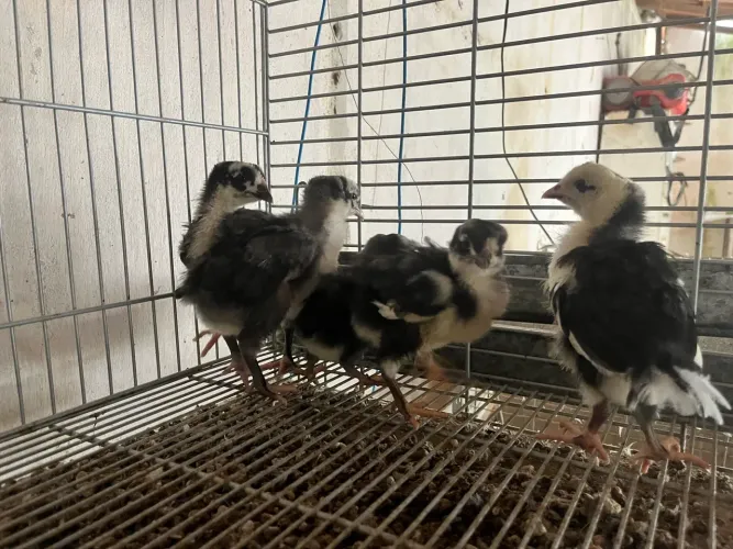 Pintinhos de Gsb