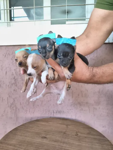 Pinscher mini