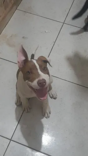 Pitbull