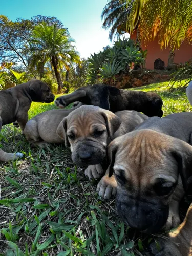 Fila Brasileiro com pedigree Sobraci