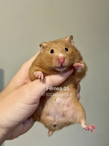 Hamster Sírio 