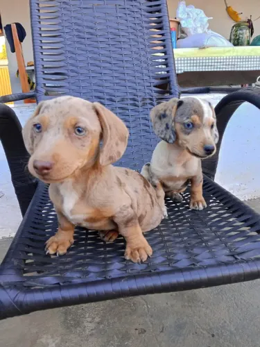 Dachshund