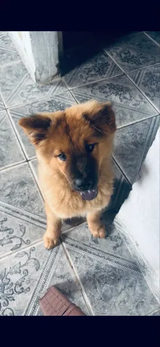 Chow chow disponível!