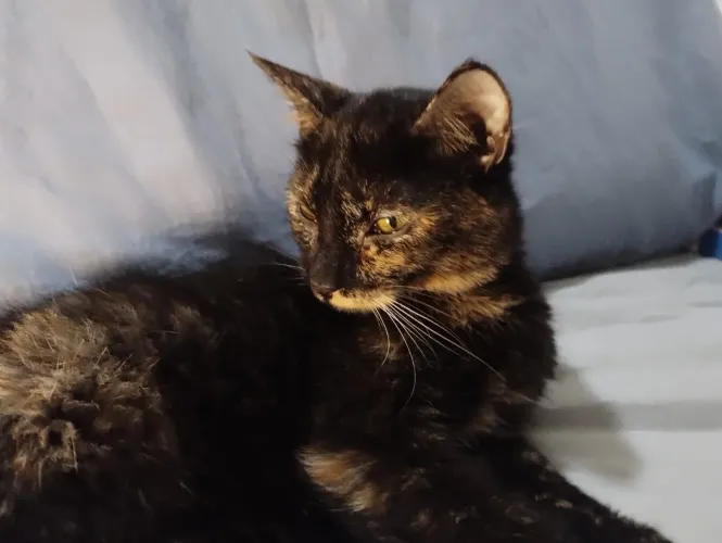 Gatinha fêmea para adoção