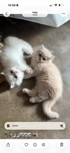 Filhotes gatos persas