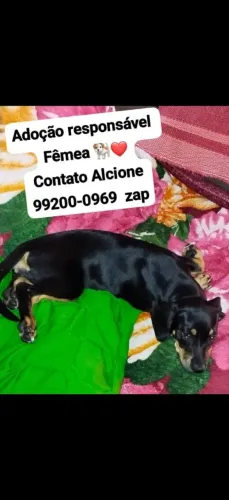 Cachorro