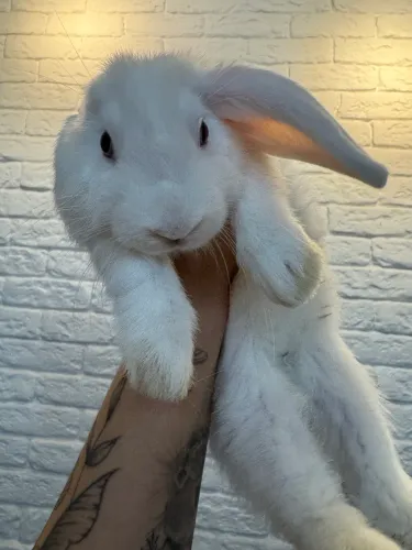 Coelha Mini Lop