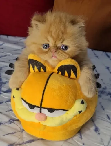 Gato persa macho 