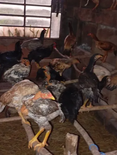 Frango caipira