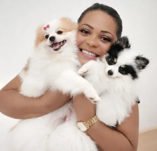 Macho lulu da pomerania ( sptiz alemão anao) Sangue puro com pedigree.