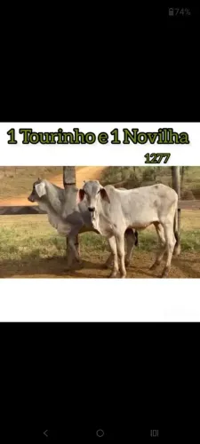1 Tourinho e 1 Novilha 