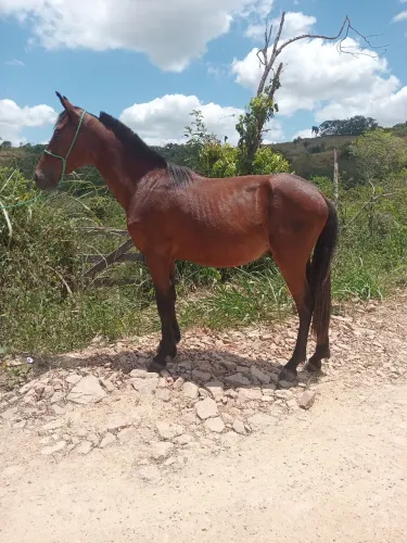 Vende-se e troca-se potro manga larga 