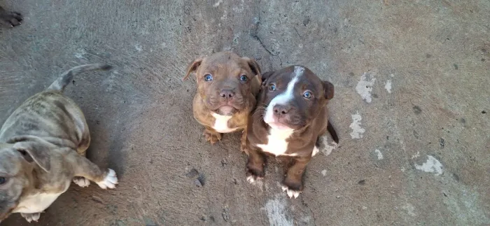 Filhotes de Pitbull 