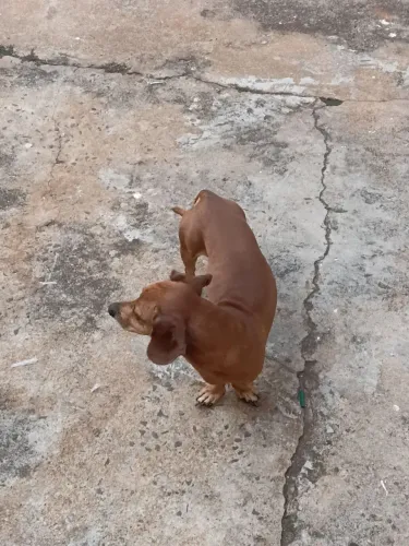 Doa se cachorrinho basse caramelo super dócil tem 3 anos todas as vacinas em dia