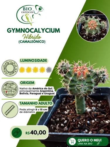 Gymnocalycium híbrido 
