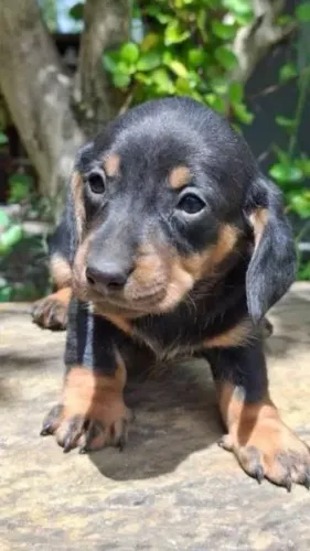 Basset dachshund / teckel disponiveis
