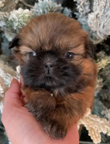 Filhotes de Shih Tzu | Filhotes encantadores e cheios de vida.