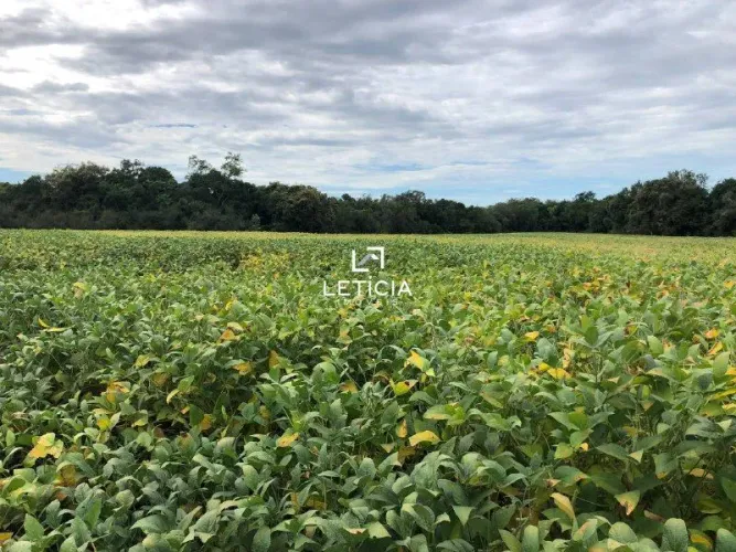 Compre 160 ha terra para arroz e soja