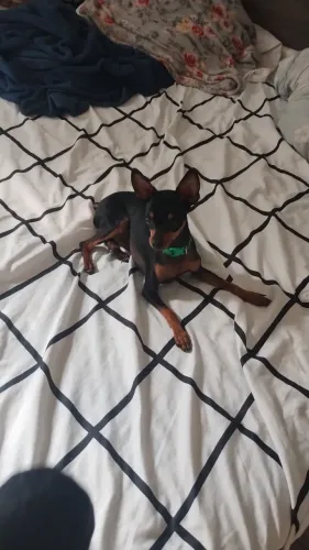 Pincher 