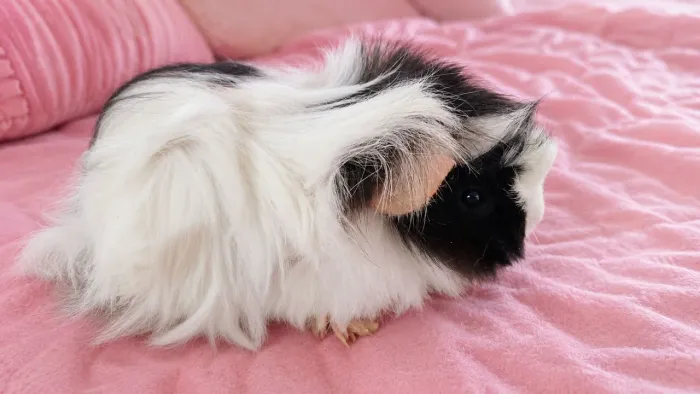 Porquinho da india