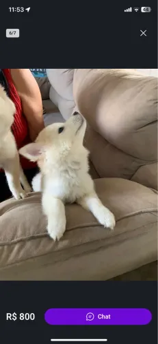 Vendo Filhote de Husk Siberiano wolly BARATO