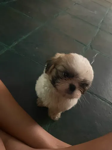 Vendo filhote de shih tzu