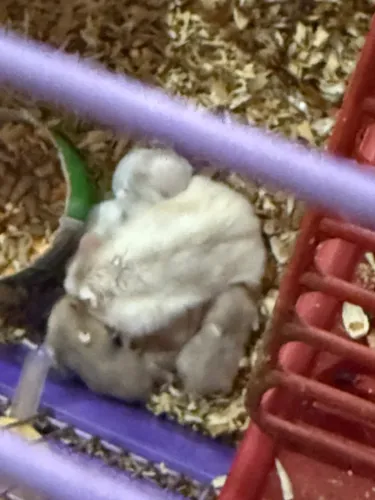 Filhote hamster anão russo 