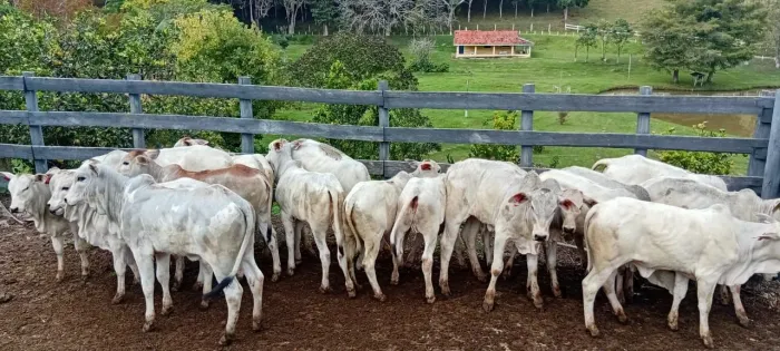 Bezerros desmama nelore