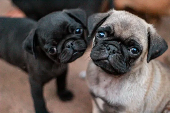 Lindos Pug aguardando um novo lar.